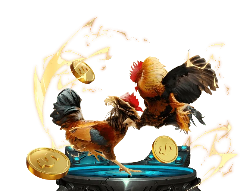 Đấu trường đá gà truyền thống tại Việt Nam